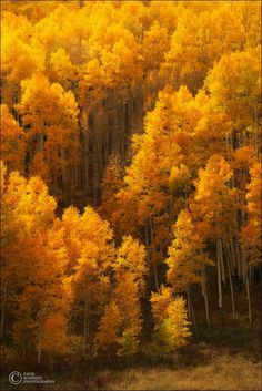 an area with many trees that have yellow leaves on them