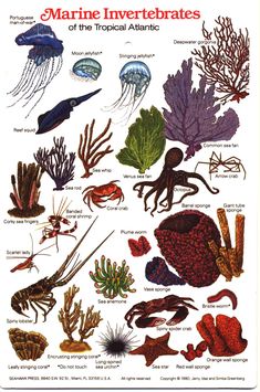 an image of marine life in the tropical sea with captioning information about them