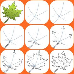 how to draw a maple leaf step by step with pictures for kids and adults in easy steps