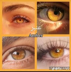 Light Amber Eyes, Honey Eyes Color, Unique Eye Color, Amber Eyes Color, Pretty Eyes Color, Rare Eye Colors, Eye Colours, Eye Color Chart, Rare Eyes