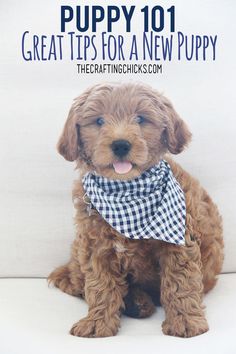 a puppy sitting on top of a white couch wearing a bandana and looking at the camera