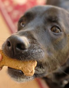 a close up of a dog holding a piece of food in it's mouth