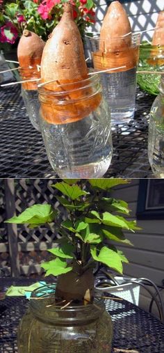 there are four glass vases with plants in them on the outside table, and one is filled with water