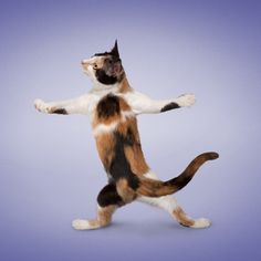 a cat standing on its hind legs in the air