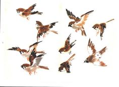 a group of birds flying through the air