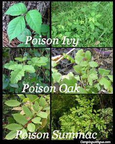 four different types of plants with the words poison ivy, poison oak, poison summag