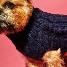 a small dog wearing a sweater on top of it's head and looking off to the side