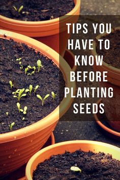 three potted plants with the words tips you have to know before planting seeds