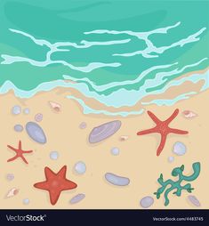 starfish and sea stars on the beach