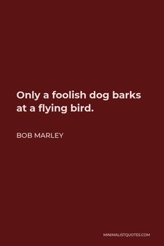 a quote from bob marley about foolish dog barks at a flying bird on red background