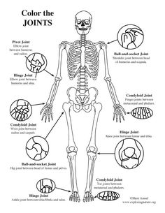 a diagram of the human skeleton and its major bones, labeled in different parts to describe