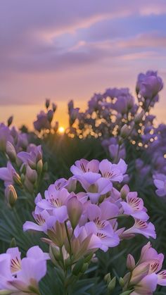 purple flowers are in the foreground as the sun sets