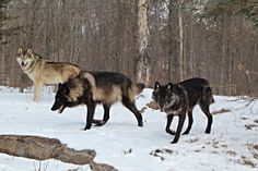 two wolfs are walking in the snow near some trees