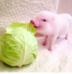 a small pig standing next to a head of lettuce on a white surface