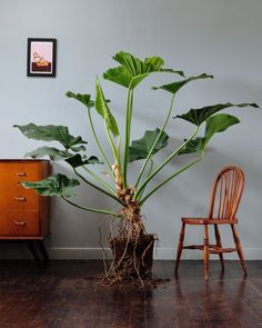 there is a large plant that has grown from the ground in front of a chair