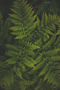 Папоротник, лес , forest Fern Aesthetic Wallpaper, Fern Wallpaper Iphone, Green Fern Tattoo, Fern Aesthetic, Fern Background, Forest Posters, Forest Fern, Fern Forest, Fern Tattoo