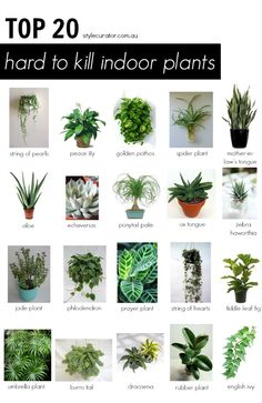 the top 20 houseplants that are hard to kill indoor plants in their pots