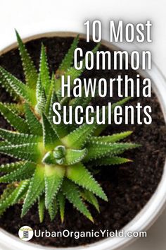 a potted plant with the words 10 most common haworthia succulents