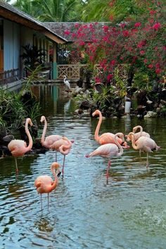 several flamingos are wading in the water near some trees and bushes with flowers