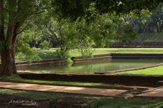 a small pond in the middle of a park