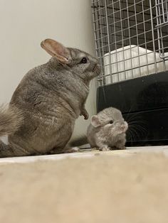 a small gray rat sitting next to a large grey and white rabbit in a cage