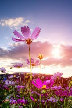 purple flowers are in the foreground as the sun sets