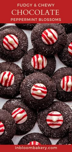 chocolate peppermint blossom cookies with white and red candy canes in the middle