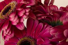 some pink flowers are in a vase on a table with white wall behind them and green stems sticking out from the center