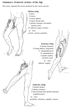 Punkty Spustowe, Hip Anatomy, Studie Hacks, Physical Therapy School, Human Muscle Anatomy, Physical Therapy Student, Physical Therapist Assistant, Physical Therapy Assistant, Basic Anatomy And Physiology