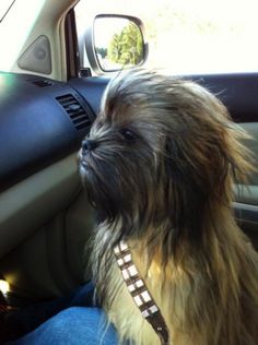 a dog sitting in the front seat of a car