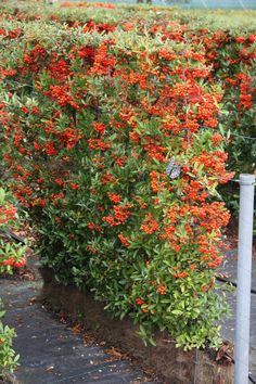 an orange bush with lots of flowers growing on it