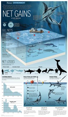 an info poster showing the different types of sharks and other marine animals that can be found in