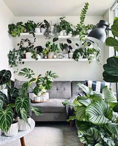 a living room filled with lots of green plants