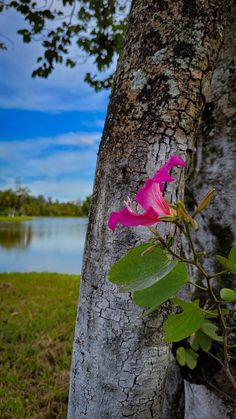 a pink flower growing on the side of a tree next to a body of water