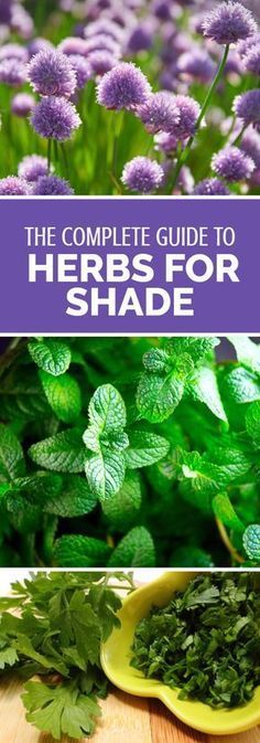 the complete guide to herbs for shade