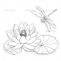 water lily and dragonfly flying over it