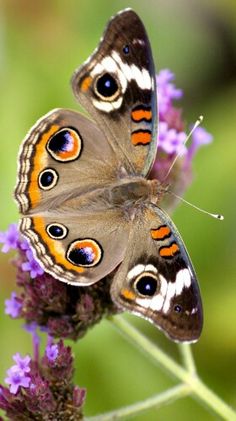 two butterflies sitting on top of a purple flower