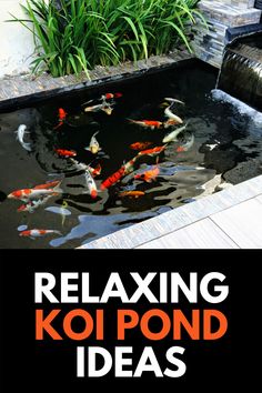 the cover of relaxing koi pond ideas, featuring fish swimming in an outdoor pond