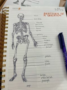 a notepad with a drawing of a skeleton on it next to a ballpoint pen