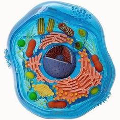 an animal cell is shown in this image