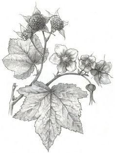 a drawing of some flowers and leaves on a white background, with one flower in the foreground