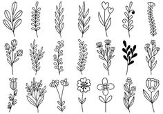 the different types of flowers and plants that are drawn in black ink on white paper