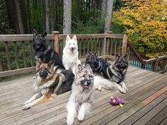 five german shepherd dogs sitting on a wooden deck