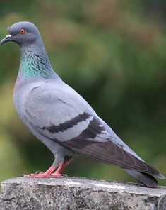 a pigeon sitting on top of a stone wall next to trees in the back ground