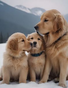 three golden retriever puppies sitting in the snow with their noses to each other