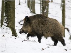 a large brown boar walking through the snow