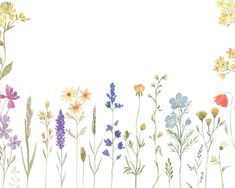 an image of colorful flowers on a white background