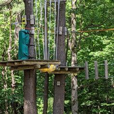 a tree top adventure park in the woods with ropes and equipment hanging from it's sides