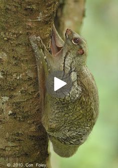 a bird that is standing on the side of a tree