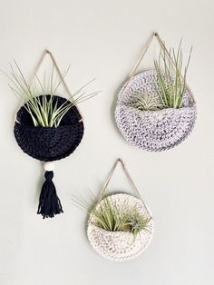 three air plants hanging from hooks on the wall